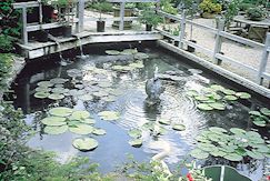 Water Garden with Koi spitter in center