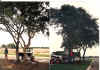 r&r-Large tree transplanting@The Villages of West Creek-2.jpg (1960704 bytes)